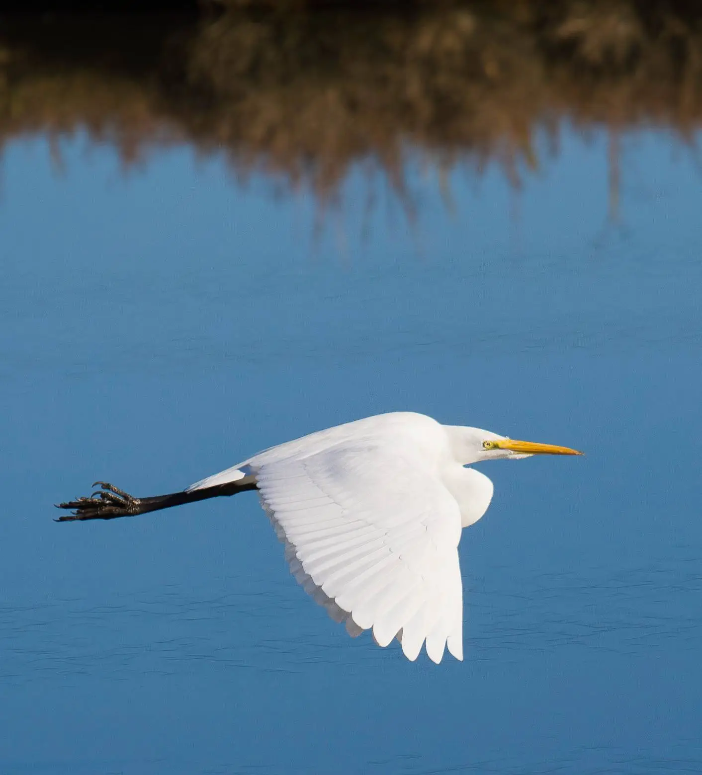 bird img
